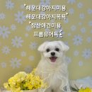 애견미용실 꽃개 | [부산 해운대] 해운대 강아지 미용 잘하는 곳_프롬유어독
