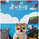 미용1 | 신길동애견미용 소형견 미용 1인샵 다녀온 솔직 후기 전해요~