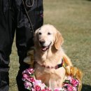 도로시지켜줄개 이미지