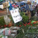 모란시장 이미지