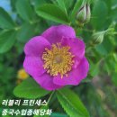 프리센스