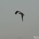 새섬리조트 이미지