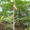 강변의 숲속 이미지