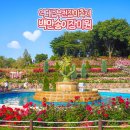 배꽃향기종수원 | 부천 백만송이 장미축제 실시간 도당공원 백만송이 장미원 주차