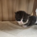 보리네집 이미지