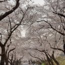 하동 | 하동 인생벚꽃스팟 / 하동벚꽃명소 / 하동화개장터 / 하동십리벚꽃길 후기🌸