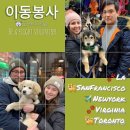 LA,샌프란,뉴욕,버지니아,토론토 이동봉사 참여해주세요!🐕 이미지