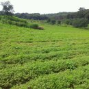 김광영농장 이미지