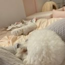 베이비댕 | 대전 관저동 반려견유치원 반려견호텔 “베이비댕”