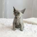 부산강아지분양 고양이분양 베스트펫 본점 이미지