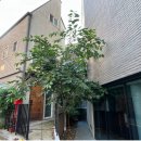 때죽나무 가지치기 시기와 방법 | 옥인동 게스트하우스 정원 전정 후기 (남천·주목 관리 팁)