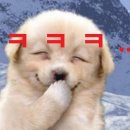 우리집강아지 이미지