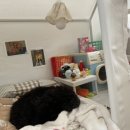 댕그니엘 이미지