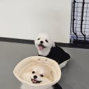 양산독케어 이미지