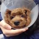 리오동물병원 이미지