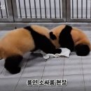 바오 이미지