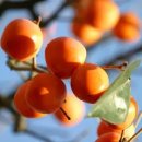 오늘 과일 이미지