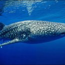 Fwd: [Kyunghyang, Aug. 22] Whale Shark at Jeju Aqua Planet Dies Sparking Controversy: Release vs. Display 이미지