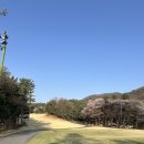 에이.비.시안경클럽 | 골드cc 3부 야간라운딩 벚꽃비 내리는 환상적인 서울근교 골프장 후기