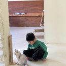 고양이 행복구역 이미지