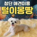 디디애견미용 이미지
