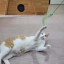 미카 이미지