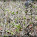 까사비앙카 이미지