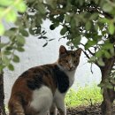 다윗농장 이미지