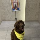 쪼꼬동물메디컬센터 이미지