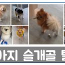 애나동물병원 이미지