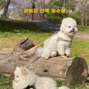 슈즈와우