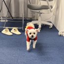 강서복집 | 개똥도 약에 쓰려면 있더라. 근데 내가 약이 필요가 없는데