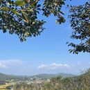 10.14-15 구미 왕산골 오토캠핑장 A-5 사이트 가을 캠핑 + 구미 산동장안식당