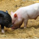 돼지꿈파는집 이미지