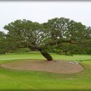 삼성골프장 이미지