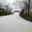 부귀리벗꽃 이미지