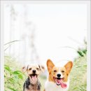 전북펫고등학교 이미지