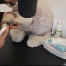 멍멍캐슬 이미지