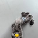 온리 펫살롱 이미지