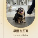 꽃강아지 | 12살 치와와 꽃찌의 워크앤런 후기 | 워크앤런 | 강아지 무릎 보조기