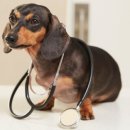 더봄동물병원 이미지