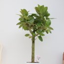 까치산탑본의원 이미지