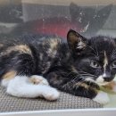 영보주유소 이미지