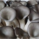 수양버들나무고목에 나는 버섯의효능 이미지