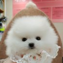 펫샵 이미지