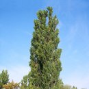 포플러(poplar) 이미지