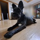 멍멍냠냠 이미지