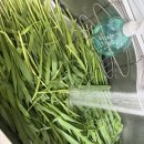 외동팜 | 튼팜 신상 간식 아기대맥🌱