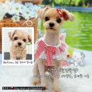 편안한댕 이미지
