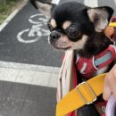 해피독 트레이닝스쿨 이미지